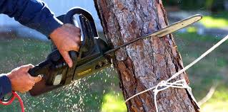 How Our Tree Care Process Works  in Ravensworth, VA